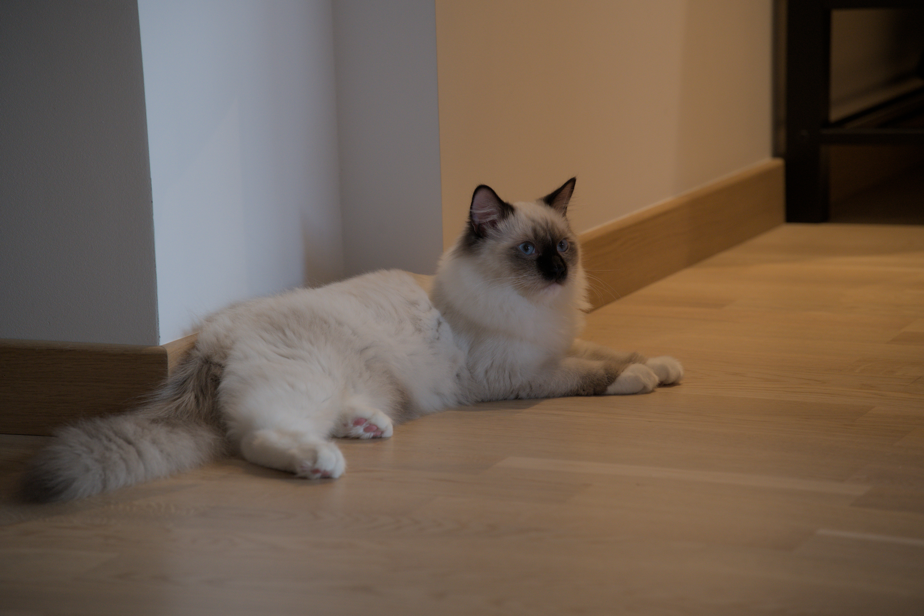 2025/10/12 - cats/DSC_0008.jpg